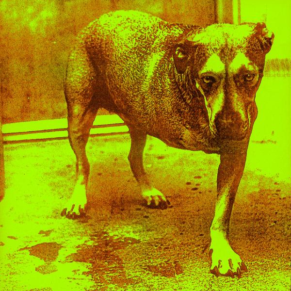 Albumhoes: Alice in Chains